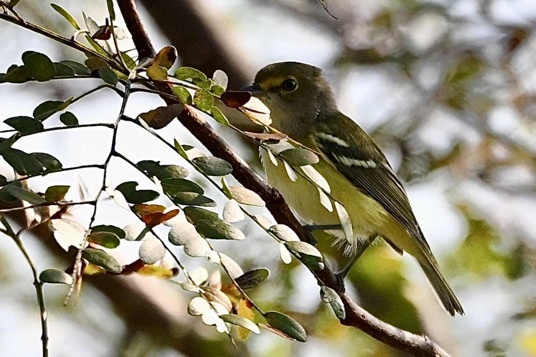 White-eyed Vireo - ML641924135
