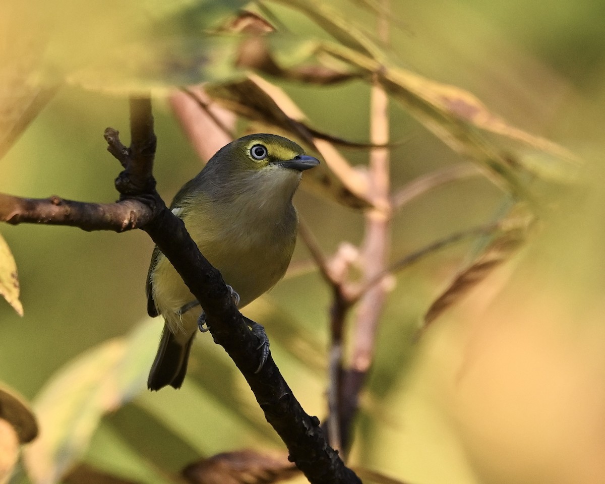 White-eyed Vireo - ML641924136