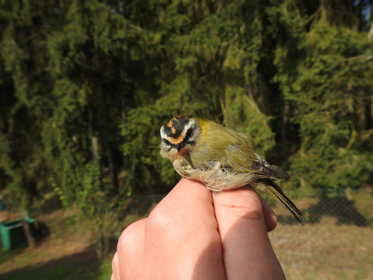 Common Firecrest - ML641924137