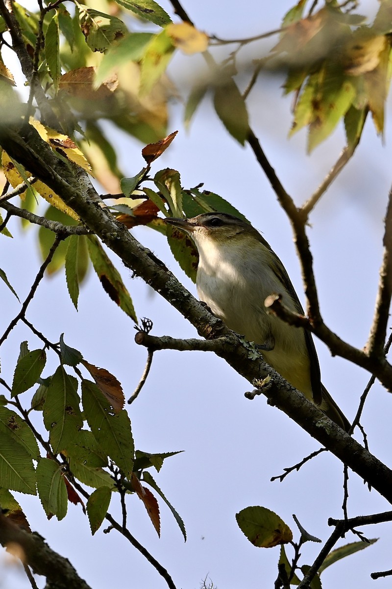 Red-eyed Vireo - ML641924139