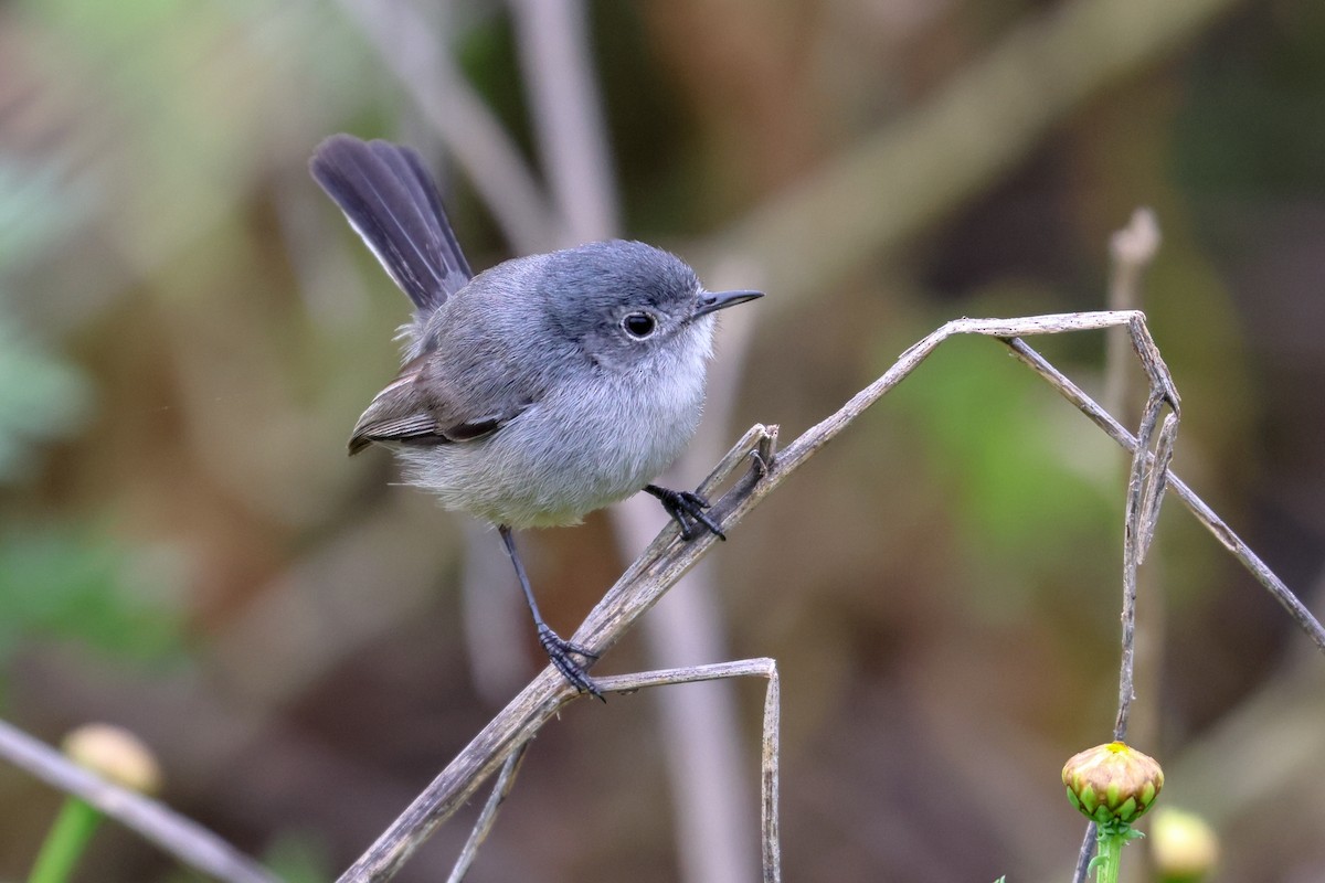 California Gnatcatcher - ML641924141