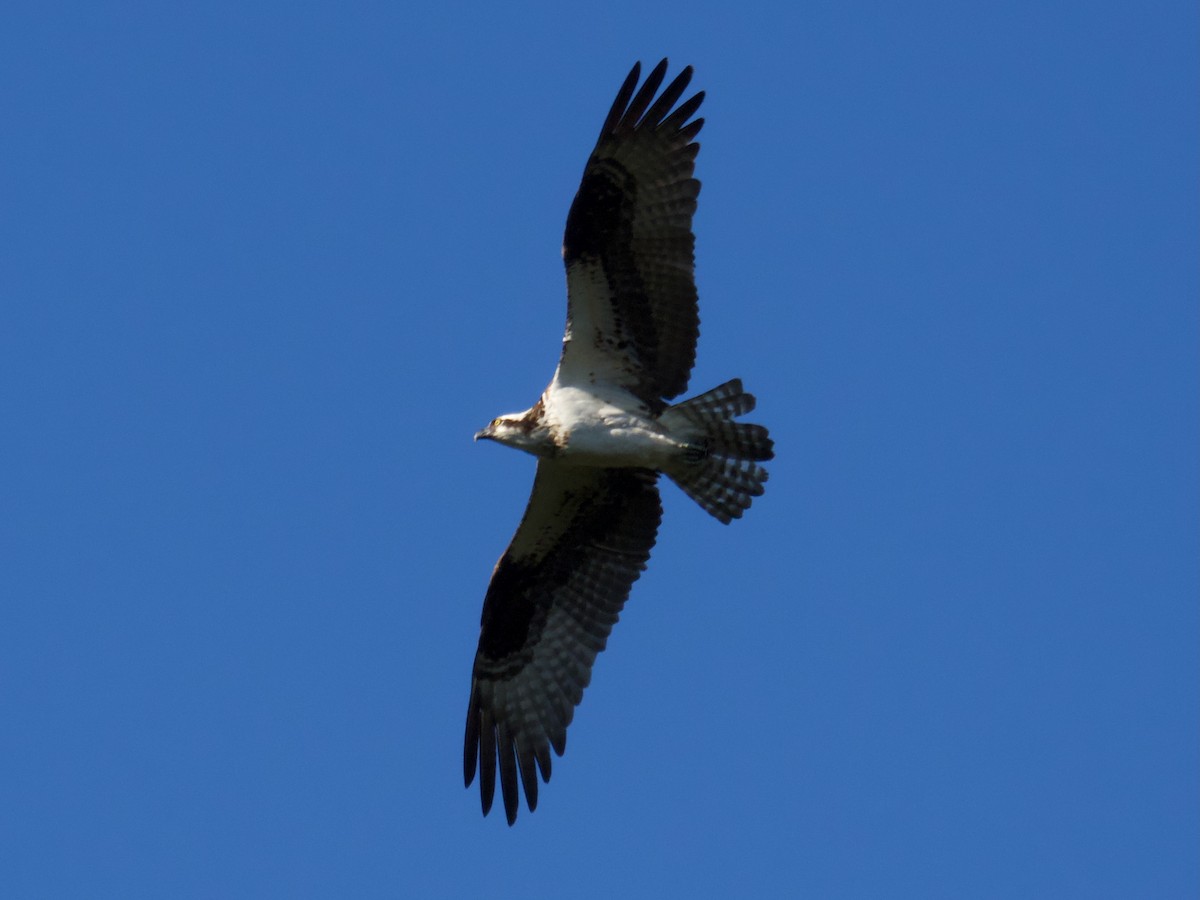 Osprey - ML641924143