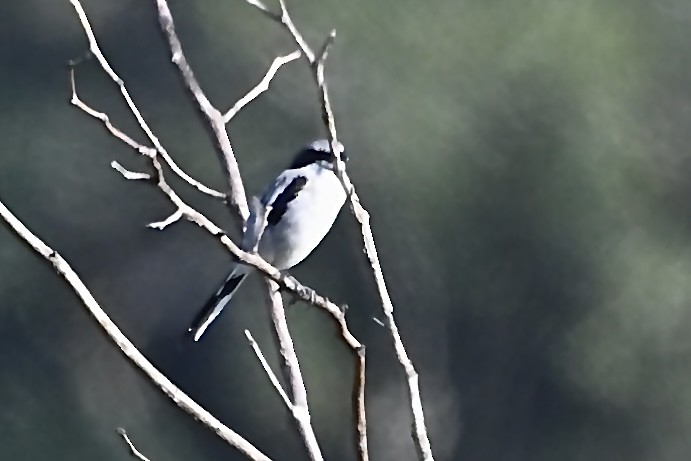 Loggerhead Shrike - ML641924145