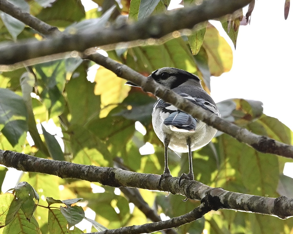 Blue Jay - ML641924150