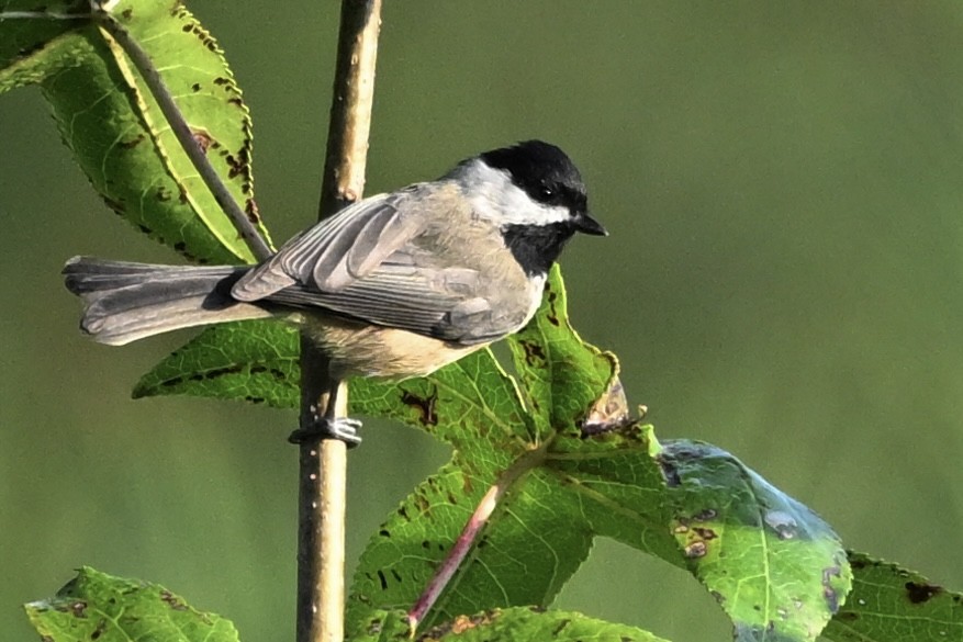 Carolina Chickadee - ML641924158