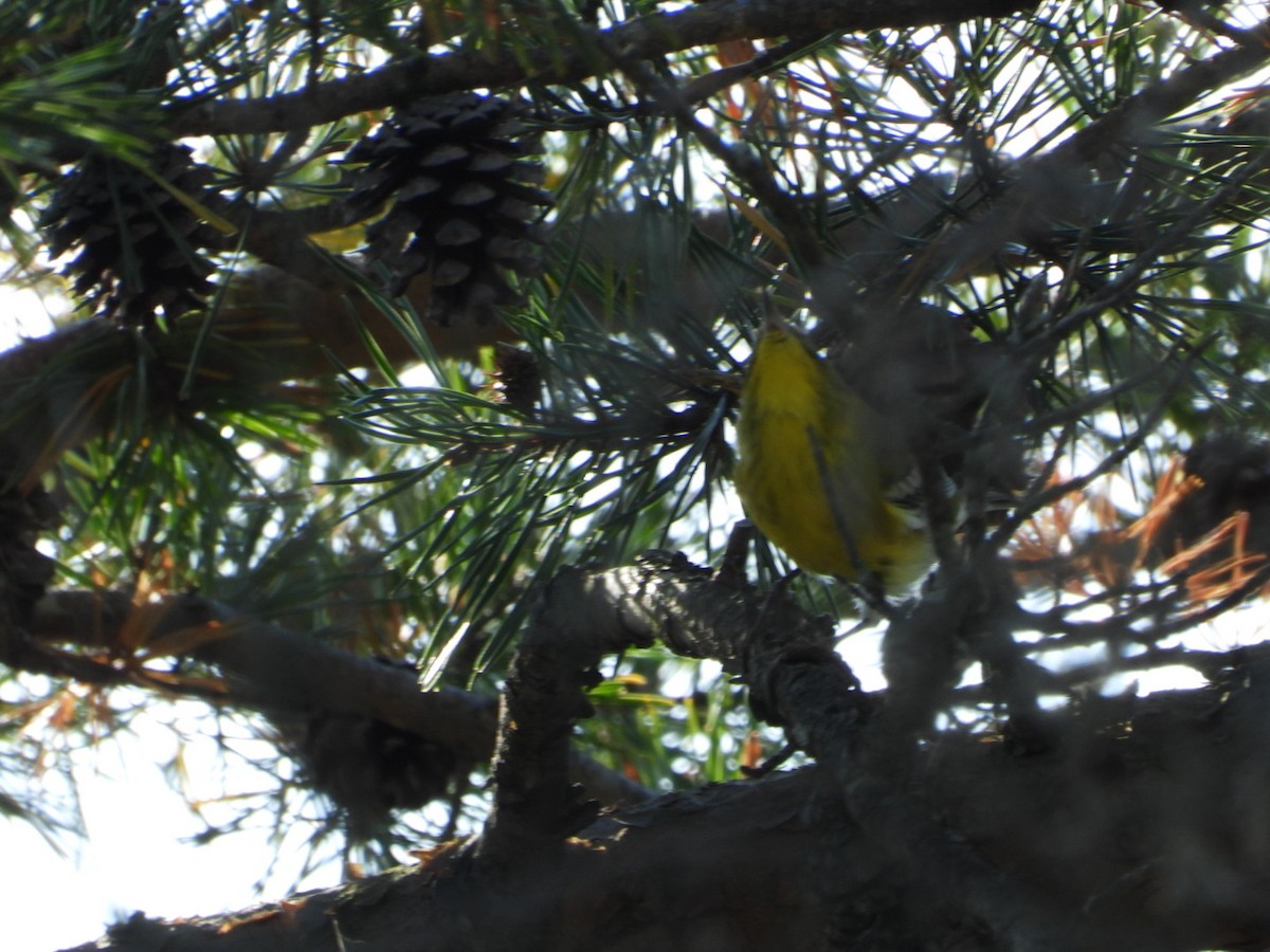 Pine Warbler - ML641924164