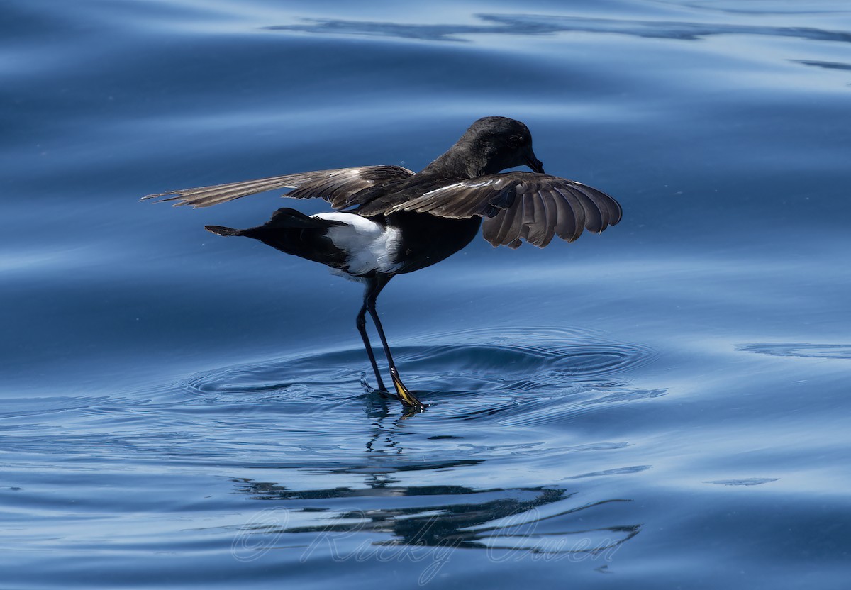 Wilson's Storm-Petrel - ML641924168