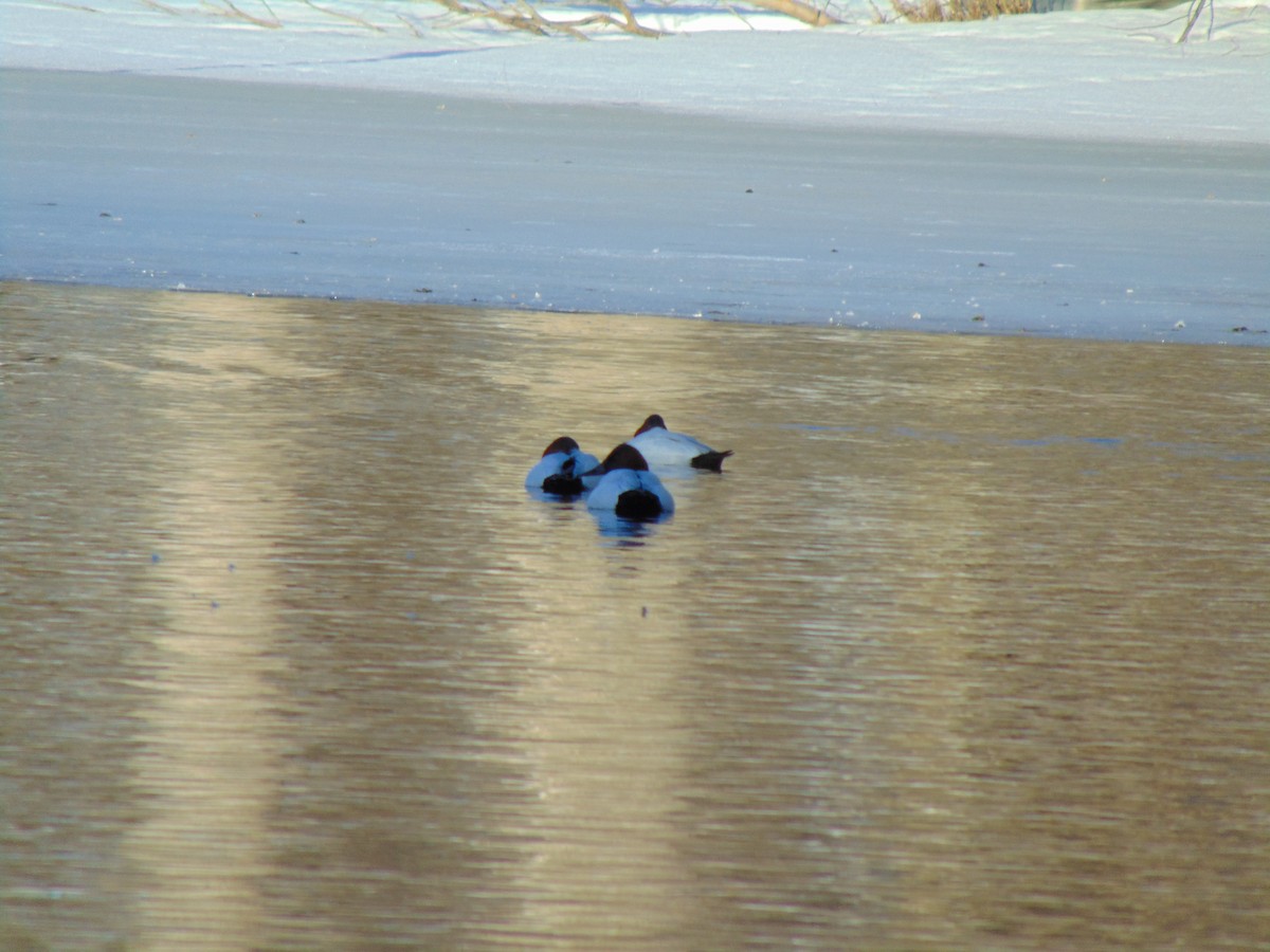 Canvasback - ML641924171