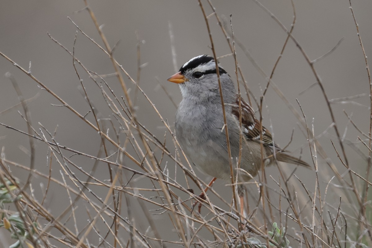 White-crowned Sparrow - ML641924173