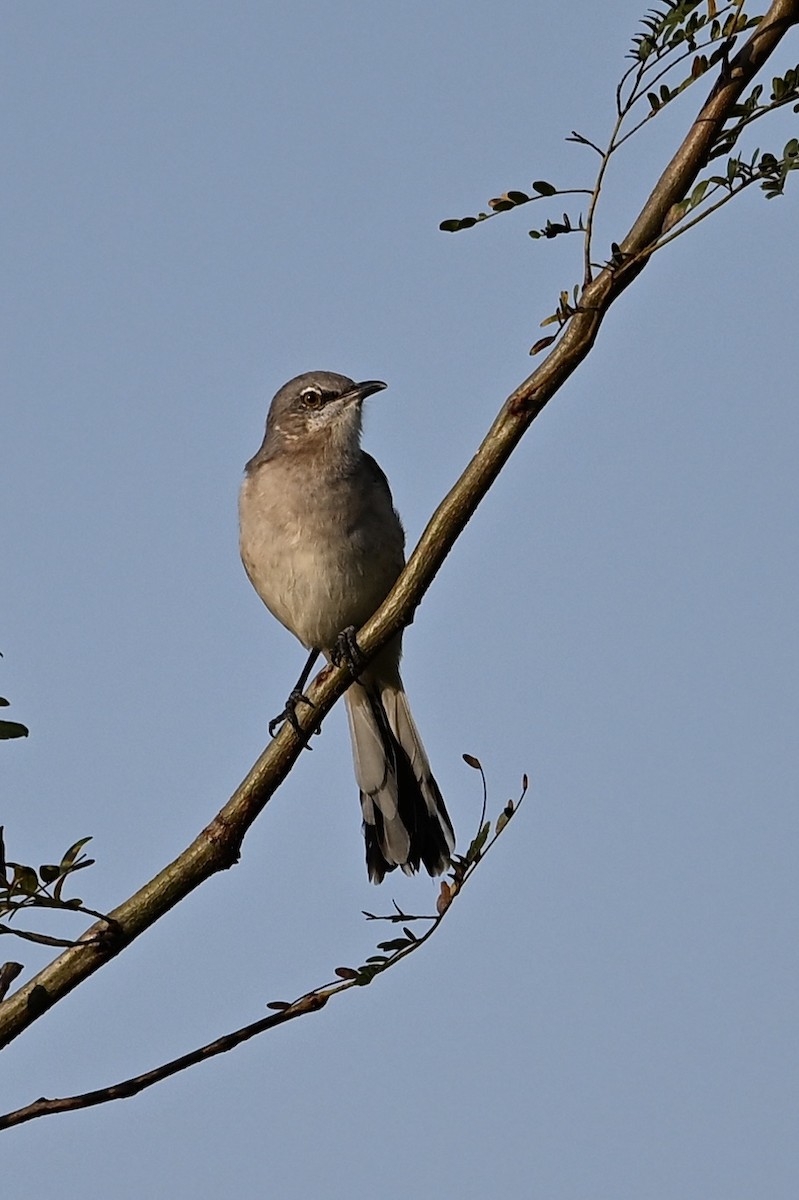 Northern Mockingbird - ML641924181