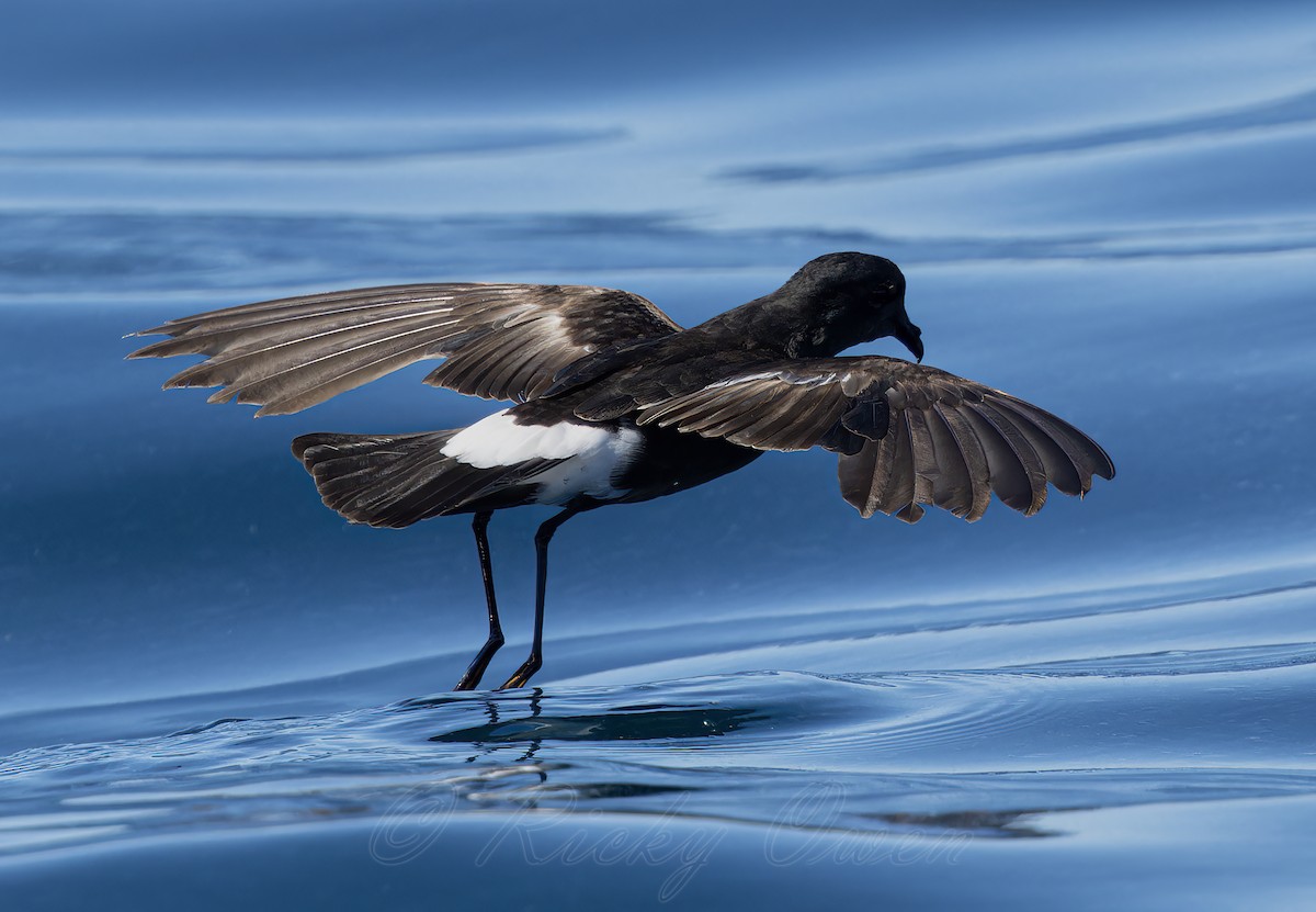 Wilson's Storm-Petrel - ML641924185