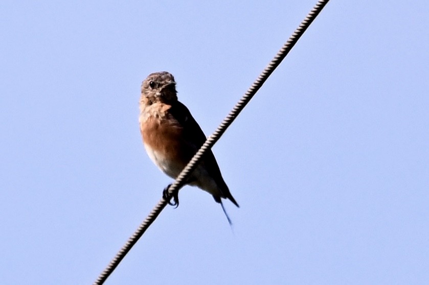 Eastern Bluebird - ML641924187