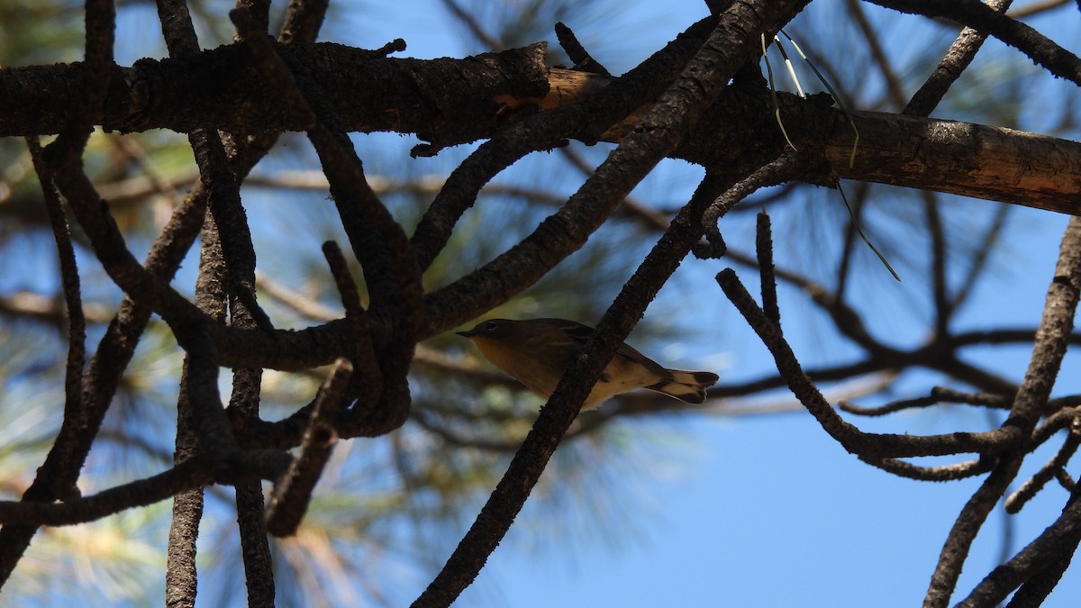 Пісняр-лісовик жовтогузий - ML641924189