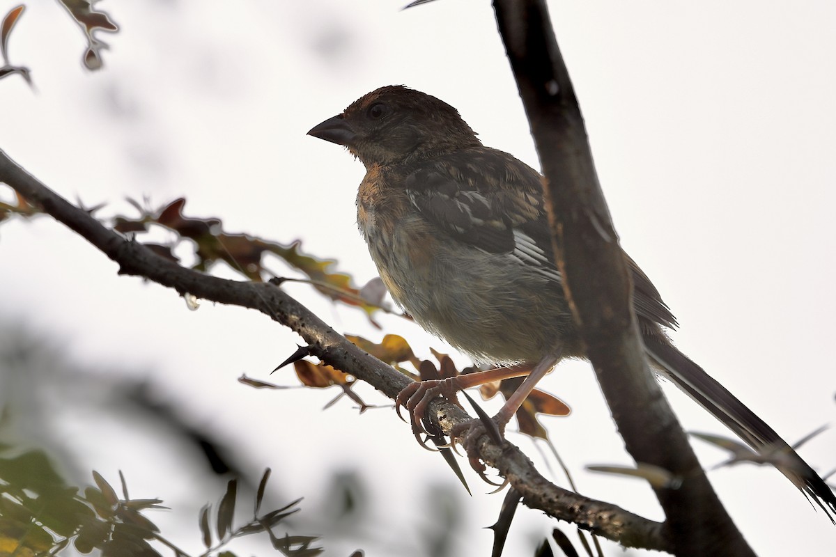 Eastern Towhee - ML641924199