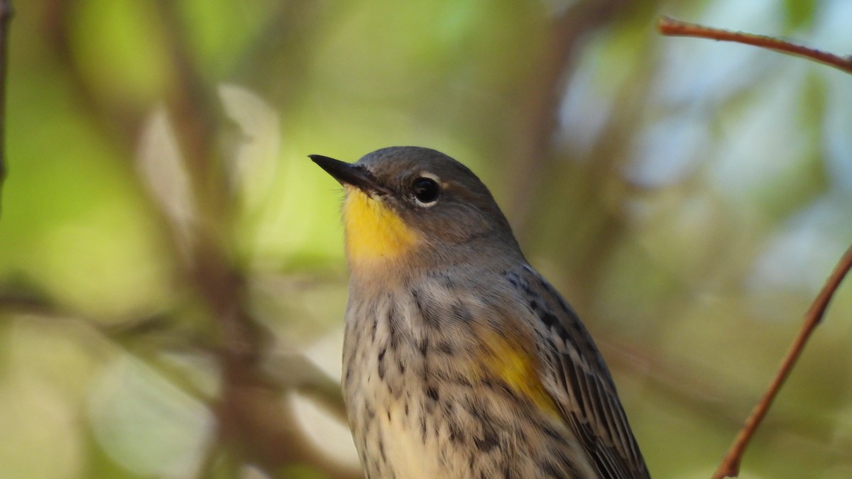 Пісняр-лісовик жовтогузий - ML641924201