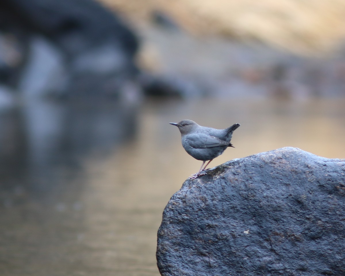American Dipper - ML641924206