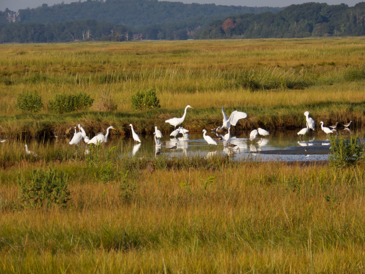 Great Egret - ML641924207