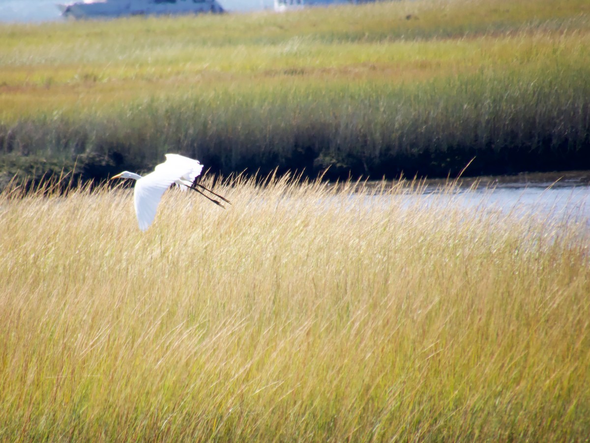 Great Egret - ML641924208