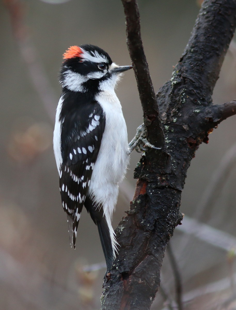 Downy Woodpecker - ML641924211