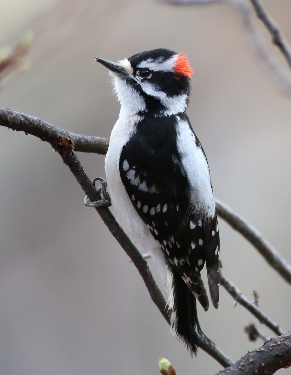Downy Woodpecker - ML641924212