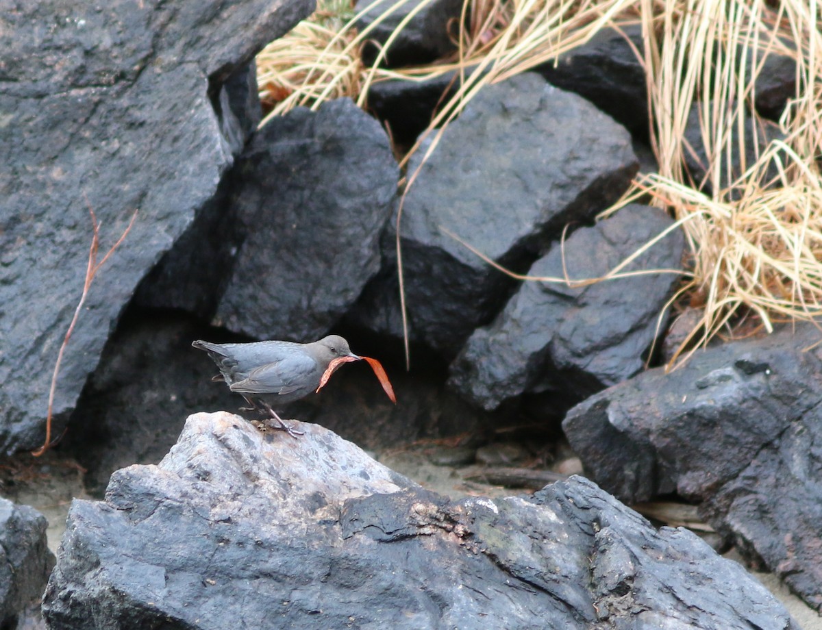 American Dipper - ML641924214