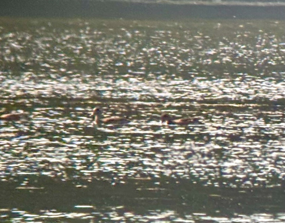 American Wigeon - ML641924217