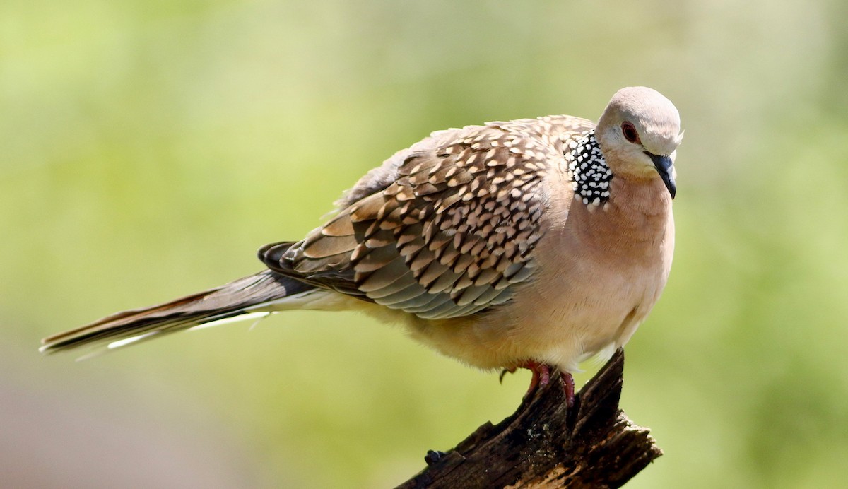 Spotted Dove - ML641924229