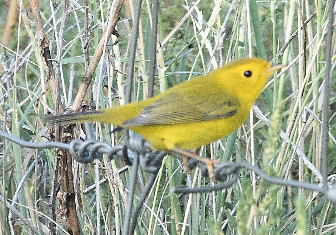 Wilson's Warbler - ML641924236