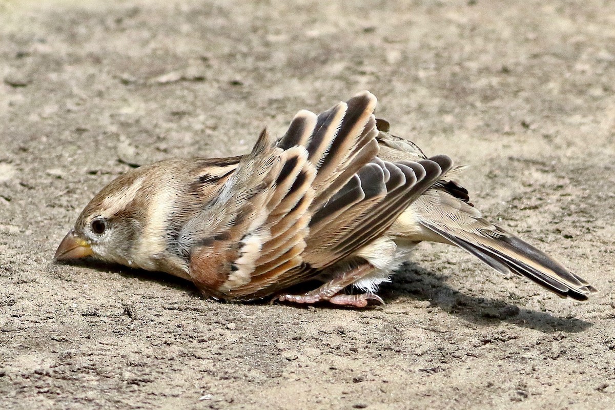 House Sparrow - ML641924250