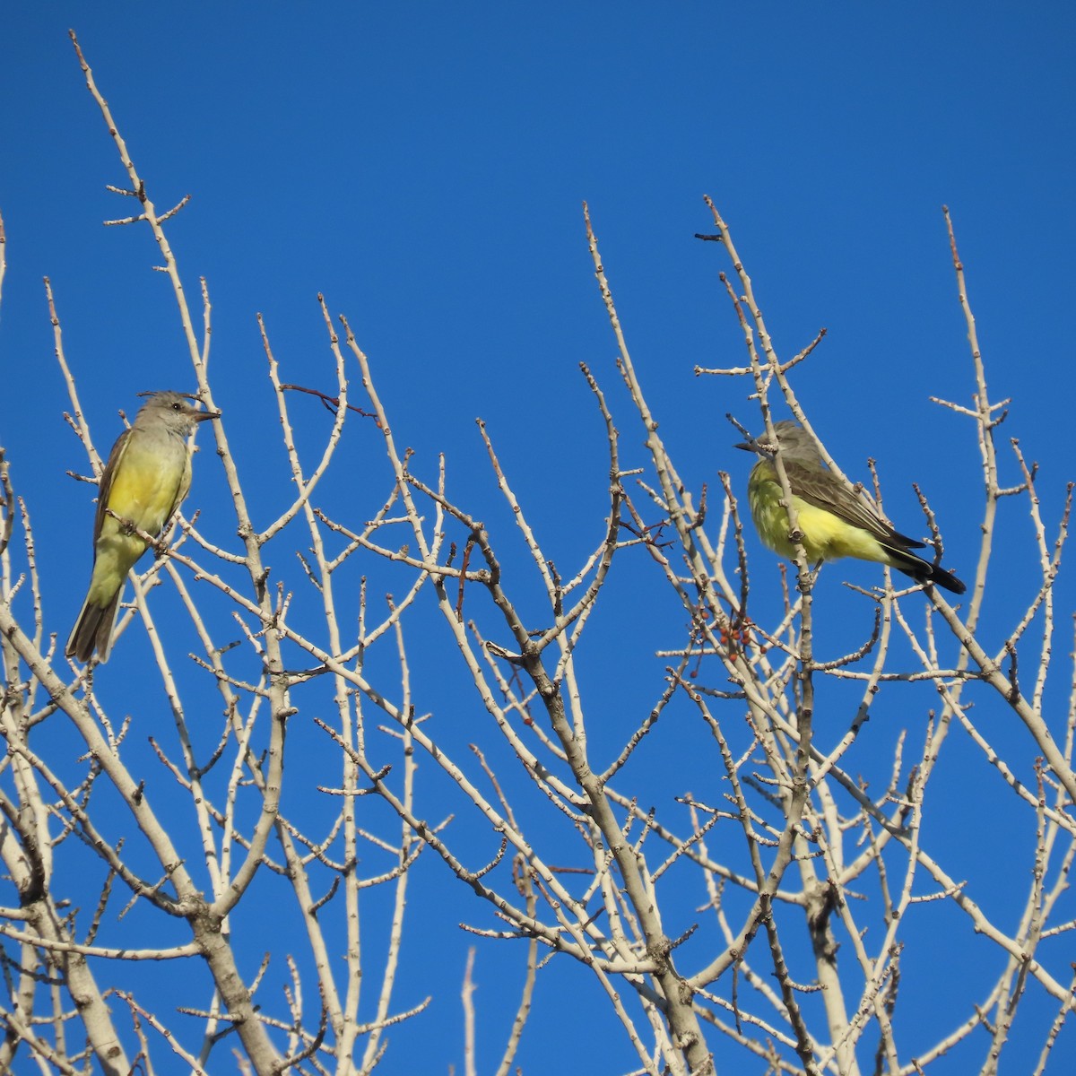 Western Kingbird - ML641924269