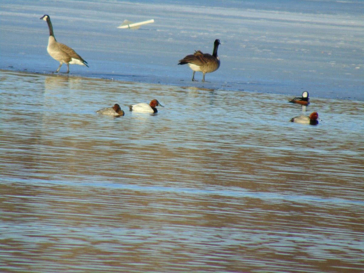 Canvasback - ML641924277