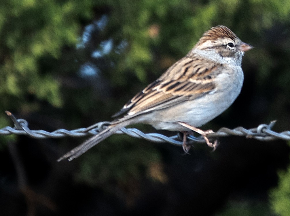 Chipping Sparrow - ML641924279