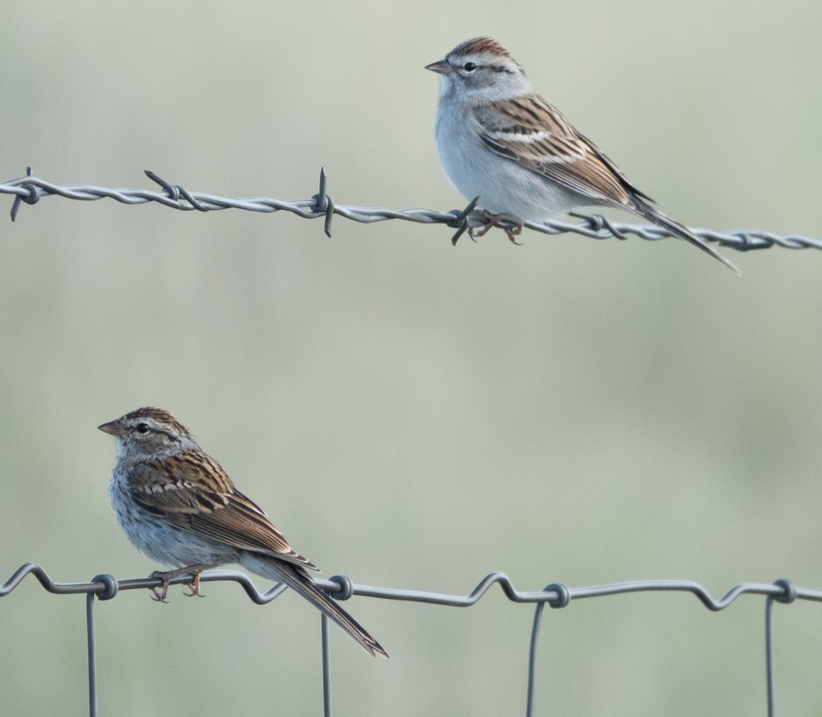Chipping Sparrow - ML641924285