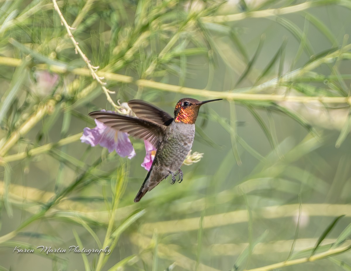 Anna's Hummingbird - ML641924312