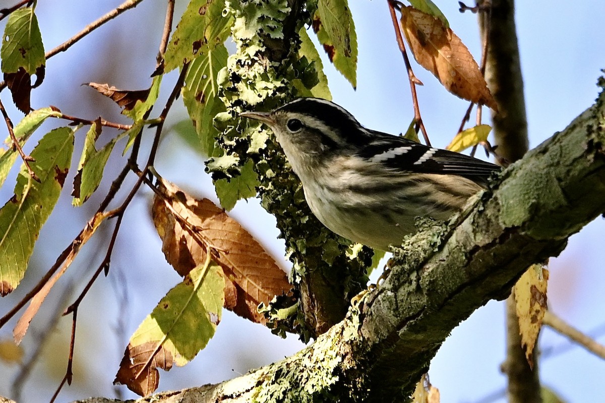 Black-and-white Warbler - ML641924318