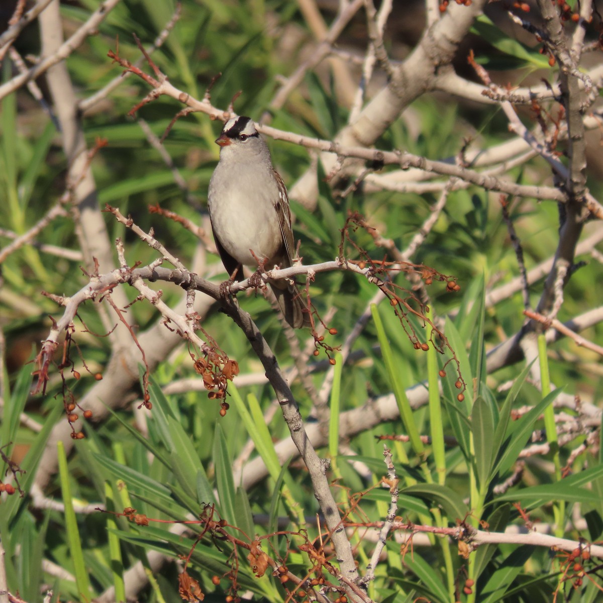 strnadec bělopásý (ssp. leucophrys/oriantha) - ML641924325