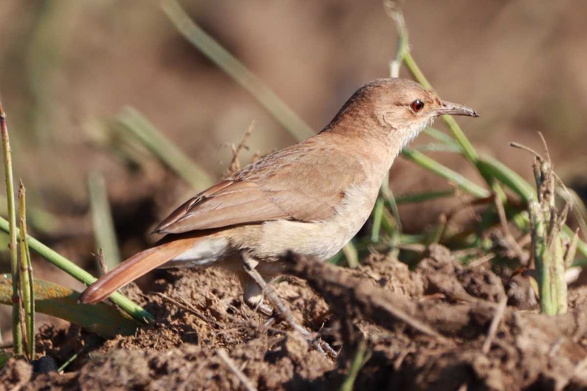 Rufous Hornero - ML641924330