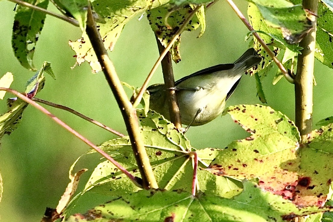 Tennessee Warbler - ML641924331
