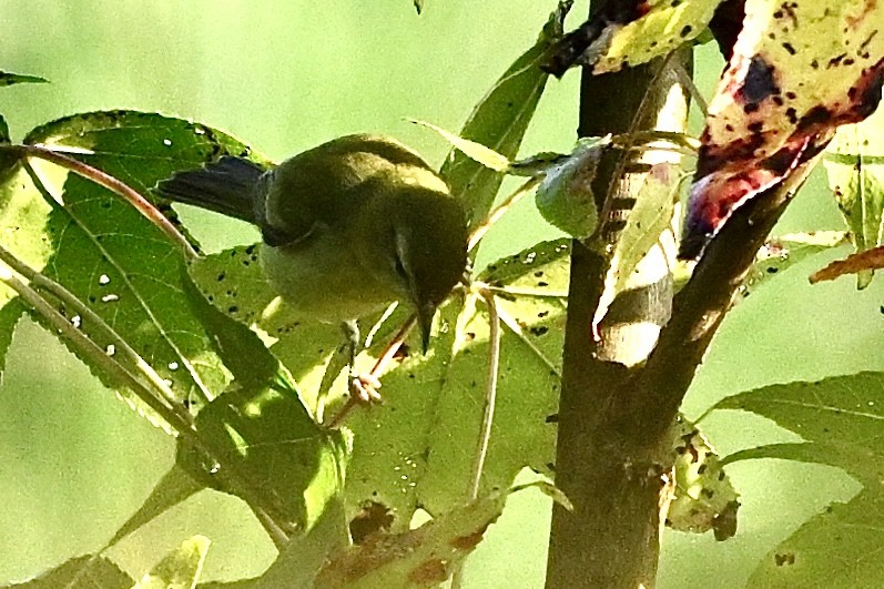 Tennessee Warbler - ML641924332