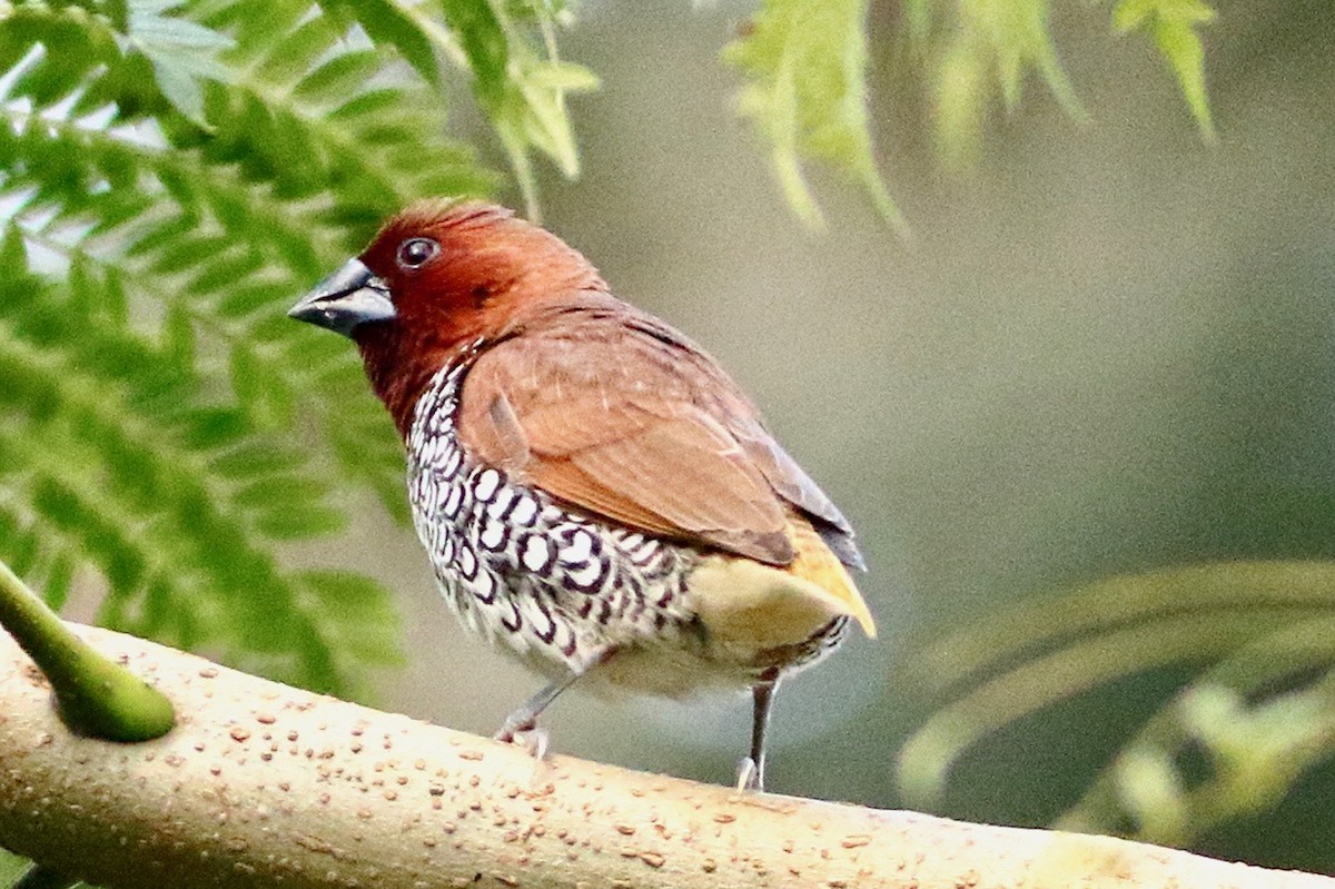 Scaly-breasted Munia - ML641924340