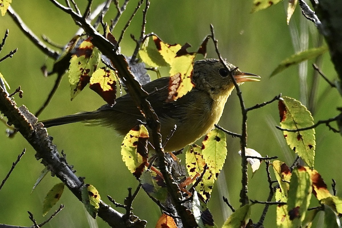 Common Yellowthroat - ML641924344