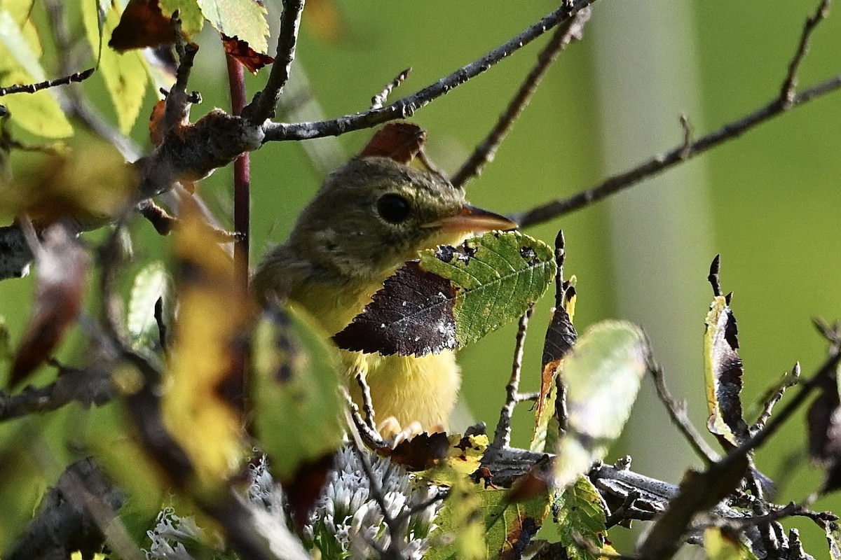 Common Yellowthroat - ML641924345