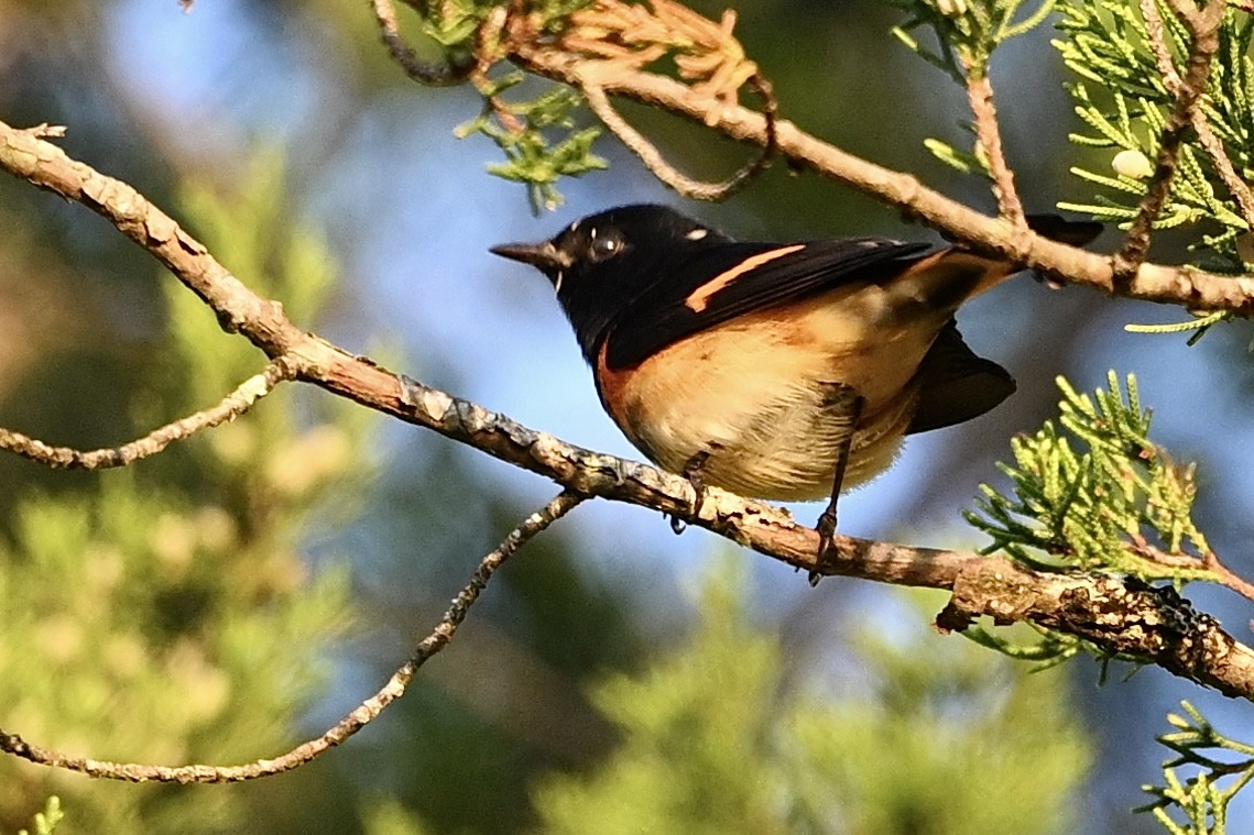 American Redstart - ML641924349
