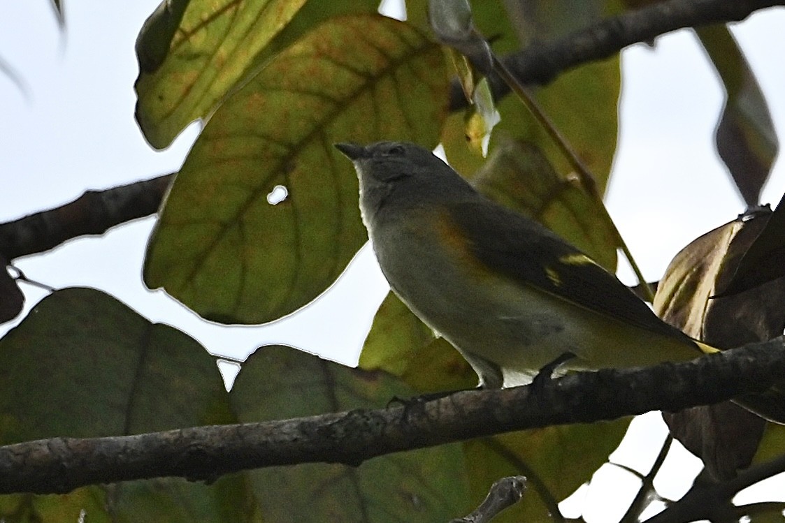 American Redstart - ML641924350