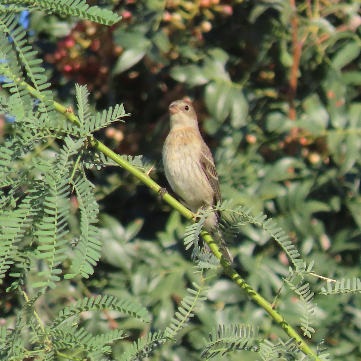 Lazuli Bunting - ML641924352