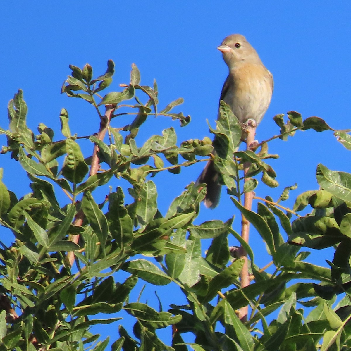Lazuli Bunting - ML641924353