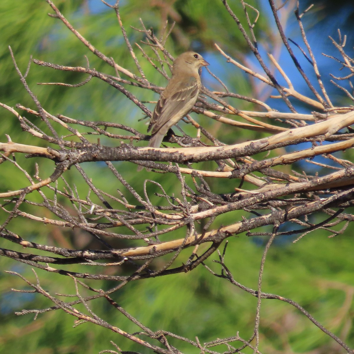 Lazuli Bunting - ML641924355