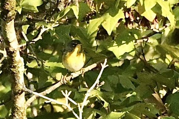 Northern Parula - ML641924356