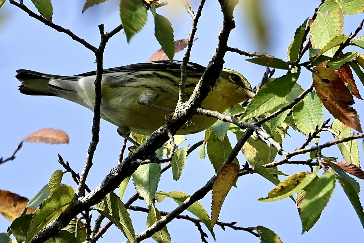 Blackburnian Warbler - ML641924388