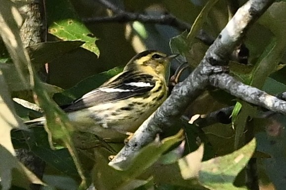 Blackburnian Warbler - ML641924389
